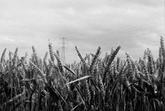 The-Wheat-Field-3---Film