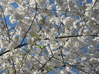 Sara's nice Cherry Blossom photos