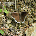 Nymphalidae%25252c%252520hipparchia%252520parisatis%25252c%252520white-edged%252520rockbrown