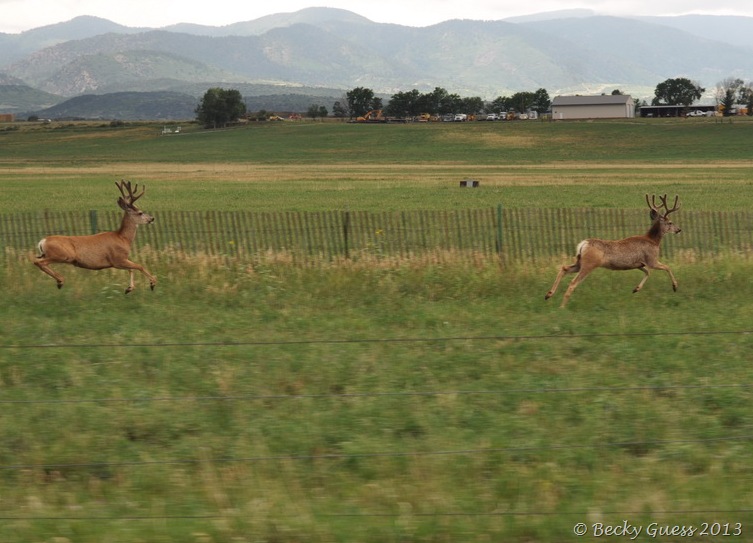 [08-07-13-deer-near-LaVeta-1716.jpg]