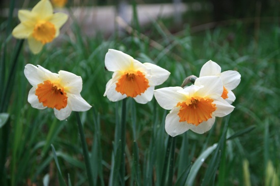 daffs3.jpg Daffs3