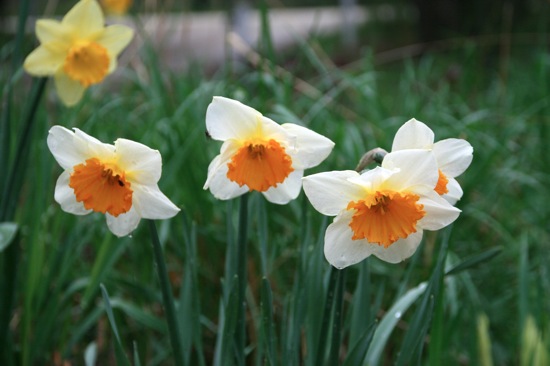 Daffs3