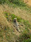 still that fellow... it is walking up hill now.