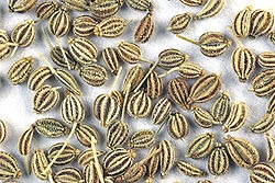 [ajwain%255B6%255D.jpg]