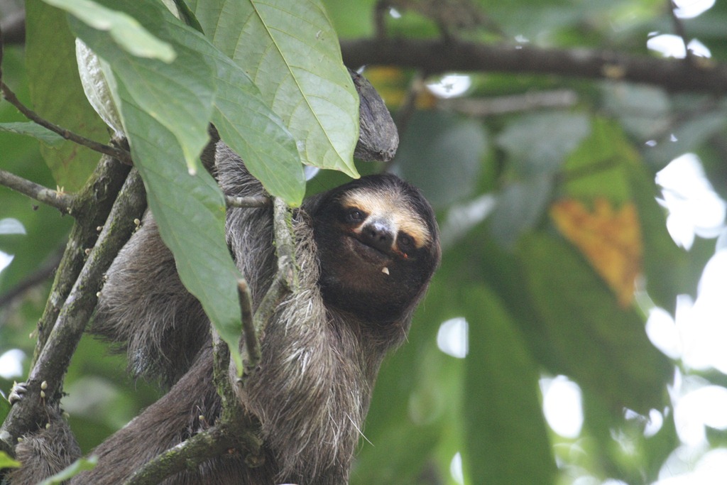 [Three%2520toed%2520sloth%255B3%255D.jpg]