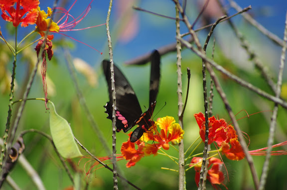 Papilio anchisiades ESPER, 1788, sur fleur de flamboyant. Barra do Una (Sao Sebastiao, SP). 7 février 2012. Photo : J.-M. Gayman