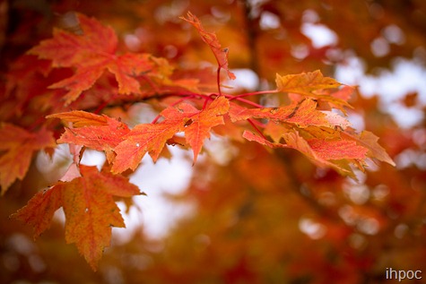 IMG_6002 IMG_6002