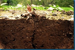 debris into burrow debris into burrow