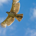 Philippine Eagle
