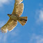 Philippine Eagle