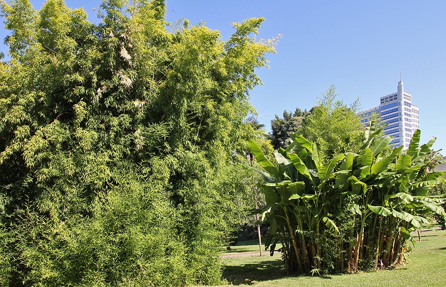[110731_Phyllostachys_bambusoides_222.jpg]