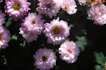 DSC_8575.jpg