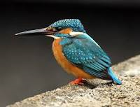 Common Kingfisher