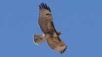 DSC02912.jpg