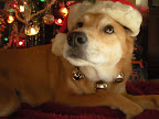Barb B. says Griffin is patiently waiting for Santa!