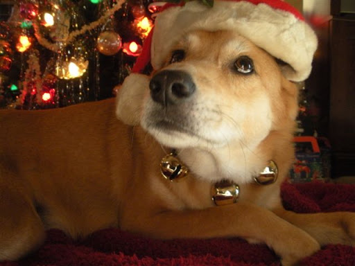 Barb B. says Griffin is patiently waiting for Santa!