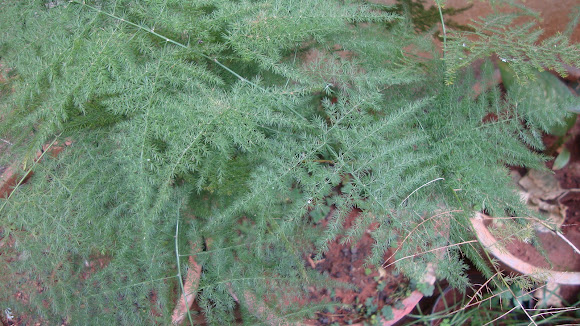 Spotting Image 1