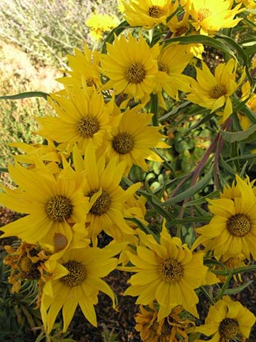 [Maximillian-Sunflower%255B2%255D.jpg]