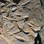 Cruziana (trilobite tracks)