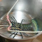 Languste, schon im Topf, gleich wird sie gekocht.