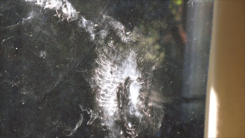 bird-imprints-3 bird-imprints-3