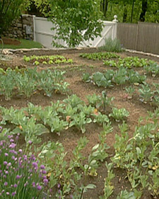 Laying out my vegetable garden in Turkey Hill. (OAD: 5/1/2000)