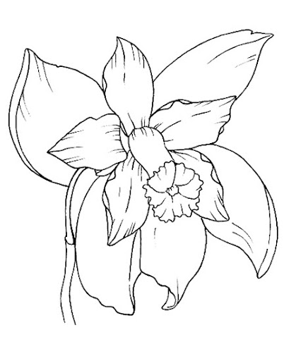 Orquidea Nacional Para Colorear | dibujos para colorear de la orquidea nacional imagui Orquidea Nacional Para Colorear | dibujos para colorear de la orquidea nacional imagui