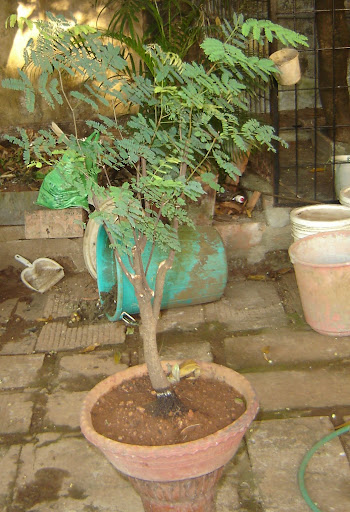 Venu Divi