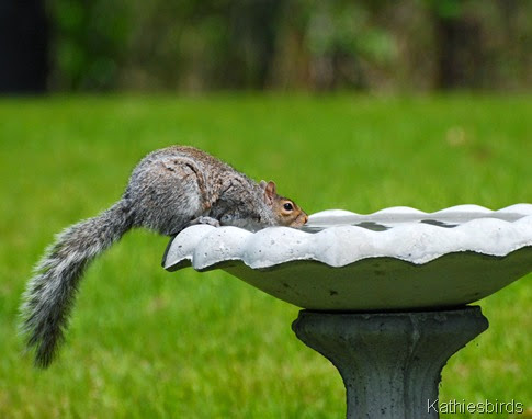 8. gray squirrel gets a drink-kab