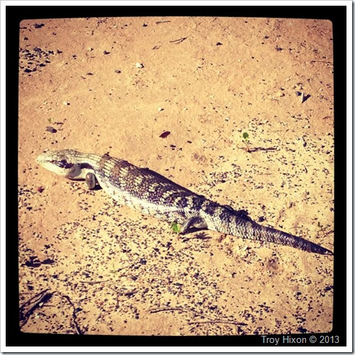 a Blue Tounge lizard on the way back from the beach