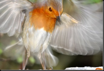 Robin blurred in flight (resized)