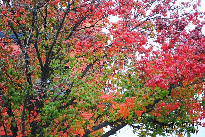 [fall-foliage%255B3%255D.jpg]