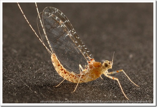 mayfly