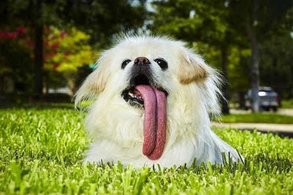 1- O cachorro da maior língua do mundo 1- O cachorro da maior língua do mundo