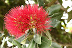 Pohutukawa blossoms.  The pohutukawa is sometimes referred to as "The Coromandel Christmas Tree" because it blooms over Christmas.