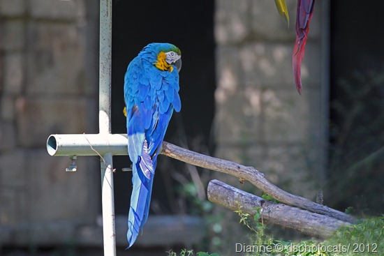 IMG_8687 Blue Macaw