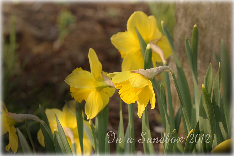 [yellow%2520daffs%2520for%2520the%2520web%255B8%255D.jpg]