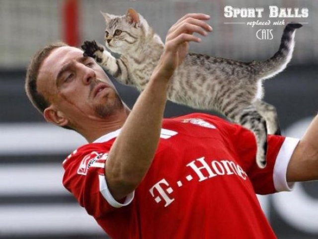 [cats-sports-photoshop-13%255B2%255D.jpg]