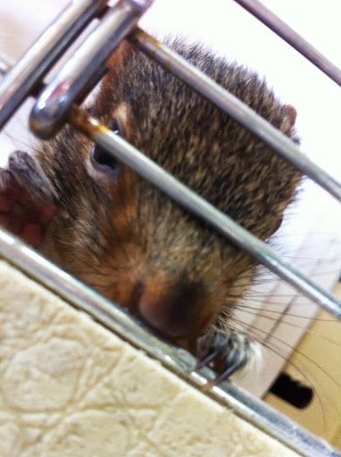 As I drove Frances to meet Maggie, the wildlife rehabilitation specialist who would prepare her for her eventual release into the wild, I assured her she was in good hands. As I drove Frances to meet Maggie, the wildlife rehabilitation specialist who would prepare her for her eventual release into the wild, I assured her she was in good hands.