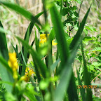 IMG_7651.JPG
