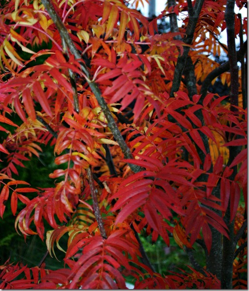 Sorbus Dodong Sorbus Dodong