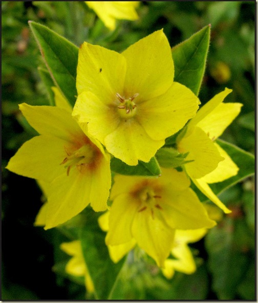 Yellow Loosestrife (Lysimachia vulgaris)