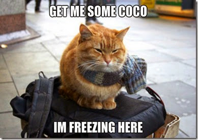 freezing-here-cats-36122244-600-410 freezing-here-cats-36122244-600-410