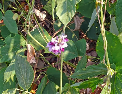 Kudzu Flower