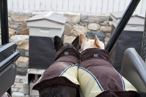 Francesca, the beehives have been moved to their winter location near the stable. Bees don't fly south for the winter, so they need some TLC. Francesca, the beehives have been moved to their winter location near the stable. Bees don't fly south for the winter, so they need some TLC.
