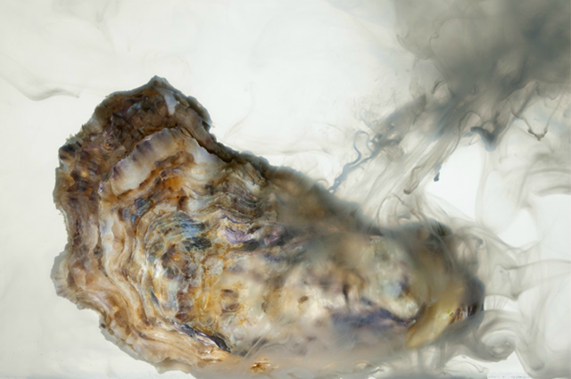 A Pacific oyster releases its cloudy sperm at Oregon's Whiskey Creek Shellfish Hatchery. In some coastal waters acidification is already severe; here it has cut production in half by stunting oyster larvae. David Littschwager / nationalgeographic.com
