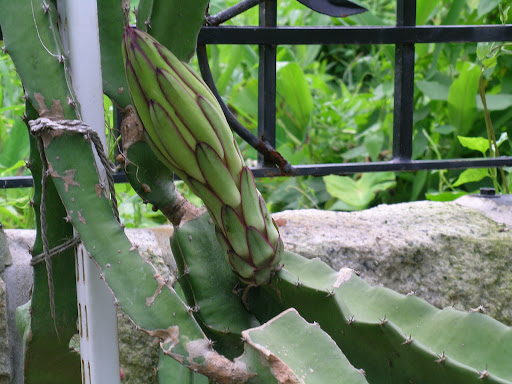 Dragon+fruit+plant+care