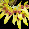 Bulbophyllum graveolens.jpg