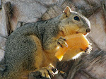 IMG_8451.JPG