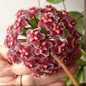 Flor de cera (Hoya)